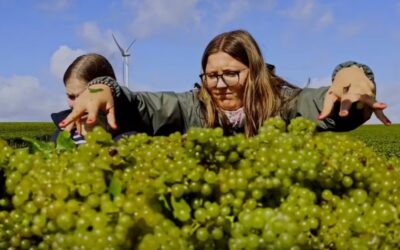 Les vendanges, une expérience grandeur nature !