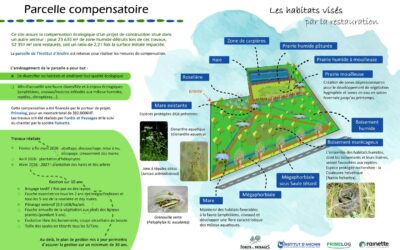 Une zone humide, trasformée en carpière et prairies à Anchin !